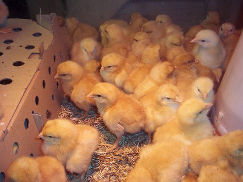 Support IchthusNation Annual Citizen Charity Project-Flocks of Chicks (140 IchthusCoin Rewards)